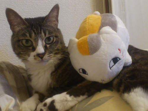 夏目友人帳千萬紀念《貓咪老師攝影大賽》超萌四大賞你最愛哪一隻？