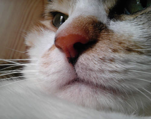 致命吸引《貓嘴魅力》根本是上帝的完美傑作