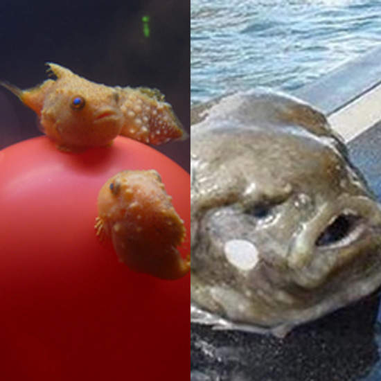 《小動物長大後》正所謂小時了了大未必佳嗎? 《小動物長大後》正所謂小時了了大未必佳嗎?