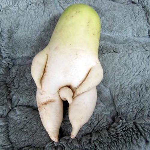 珍奇百怪超大根　今天的白蘿蔔們沒有極限（GGininDer）