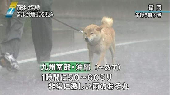 《惡劣天氣的散步柴犬》再糟糕的天氣也阻止不了柴柴們散步去~♪ 《惡劣天氣的散步柴犬》再糟糕的天氣也阻止不了柴柴們散步去~♪