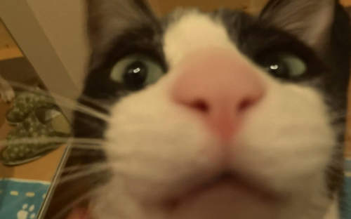 《迎門貓Moo醬》最撒嬌最愛洗澡最愛說話的賓士貓 《迎門貓Moo醬》最撒嬌最愛洗澡最愛說話的賓士貓