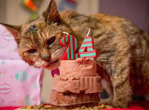 《世界紀錄最老的貓》讓貓咪健康長壽的秘訣是？