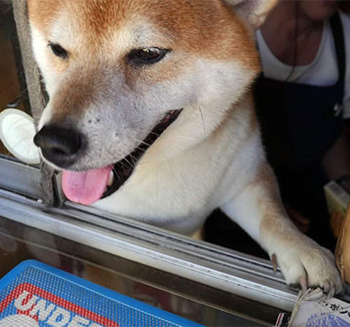 9月9日狗狗節 將愛犬拍影片轉GIF真是送禮自用兩相宜 9月9日狗狗節 將愛犬拍影片轉GIF真是送禮自用兩相宜