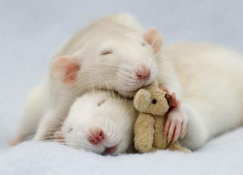 超萌《老鼠與娃娃熊》看牠們睡覺也這麼治癒 Zzzz...