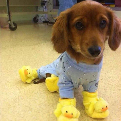 敲可愛《狗狗睡衣照》可是我家狗狗都裸睡耶(//▽//)  敲可愛《狗狗睡衣照》可是我家狗狗都裸睡耶(//▽//)