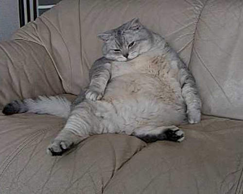 《超萌貓的運動滾輪》你家也有安產型肥貓嗎？（指）