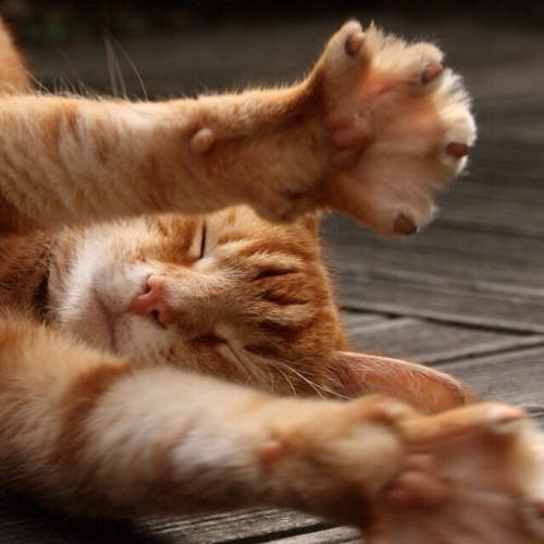 《肉球日》今天 4 月 29 日就是肉球的重大節日☆★ 《肉球日》今天 4 月 29 日就是肉球的重大節日☆★