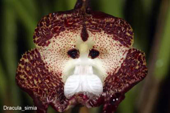 《猴臉蘭花》猴子不是石頭裡蹦出來的嗎?怎麼變花了(指) 《猴臉蘭花》猴子不是石頭裡蹦出來的嗎?怎麼變花了(指)
