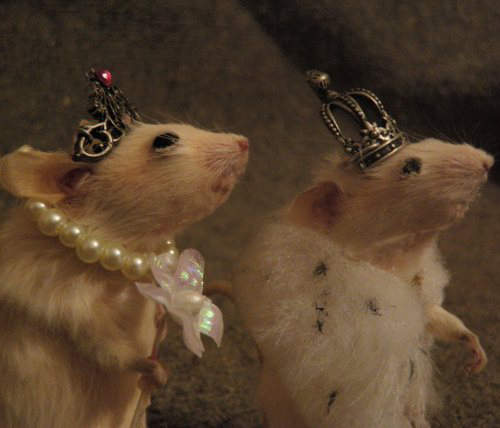 可愛但不氣味的《老鼠標本西洋棋》你敢拿起來玩嗎...... 可愛但不氣味的《老鼠標本西洋棋》你敢拿起來玩嗎......