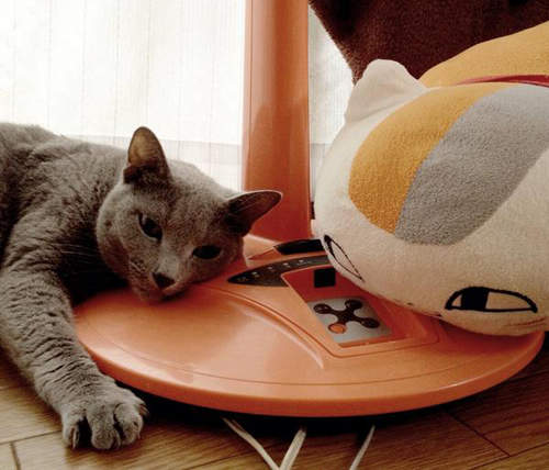 尋找《貓咪老師》攝影大賽　這麼巧！你家也有貓咪老師嗎？