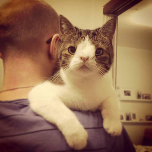 《扁臉貓Monty》雖然沒有鼻樑但牠有滿滿的溫柔