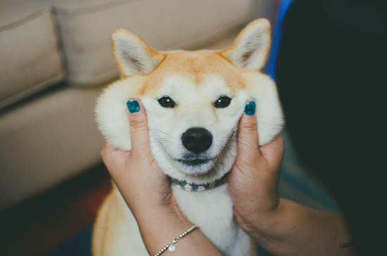 《柴犬的表情》為什麼鄙視的眼神也可以這麼可愛~ 《柴犬的表情》為什麼鄙視的眼神也可以這麼可愛~