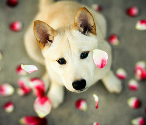 《流浪狗寫真》可愛的狗狗們只希望能早一天找到新主人♥