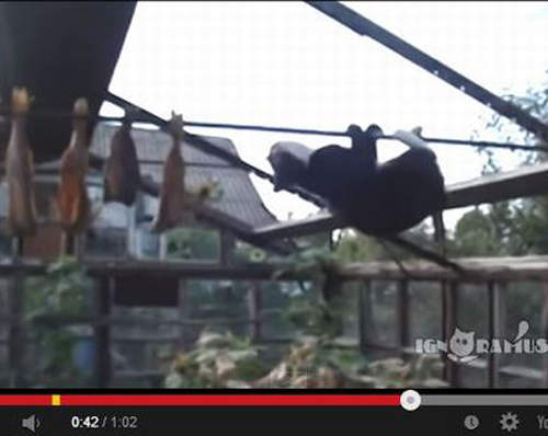 《貓的搞笑影片》愉快的假日開始啦 《貓的搞笑影片》愉快的假日開始啦