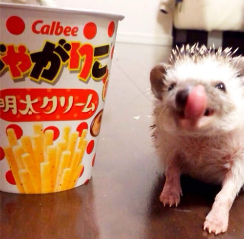 治癒系《刺蝟Turbo》每個表情都融化你的心 ❤ 治癒系《刺蝟Turbo》每個表情都融化你的心 ❤