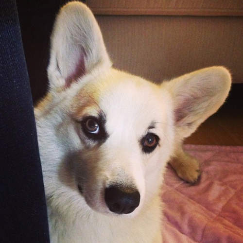 超帥氣《濃顏柯基Winston》根本狗界北村一輝嘛你（喂）