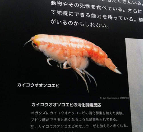 短腳雙眼鉤蝦(Hirondellea gigas) 日本網友覺得這好像一貫鮮蝦握壽司 短腳雙眼鉤蝦(Hirondellea gigas) 日本網友覺得這好像一貫鮮蝦握壽司