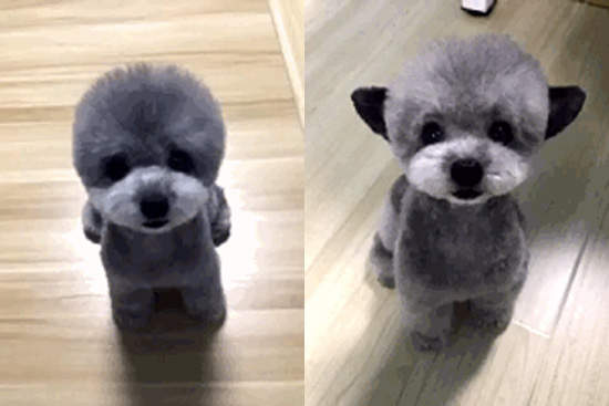 《賣萌貴賓狗》會把耳朵藏起來的技能也太可愛了>////<