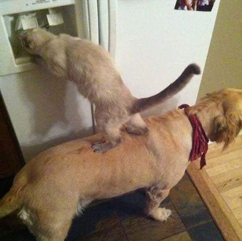 25張圖描述「合作」的重要　我力氣很大一人能折斷一把樹枝不行嗎？