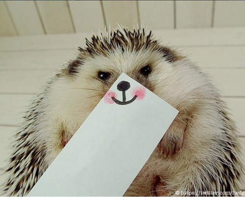 治癒系《刺蝟丸太郎》表情豐富超可愛 ◕ฺε ◕ฺ 治癒系《刺蝟丸太郎》表情豐富超可愛 ◕ฺε ◕ฺ