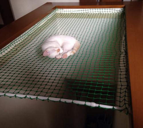 《貓的雜技團》原來養貓還需要有顆強心臟ww（筆記）