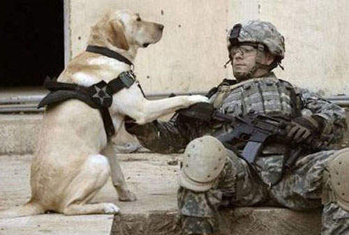 《軍人與狗》狗狗真是人類的好朋友和好夥伴～