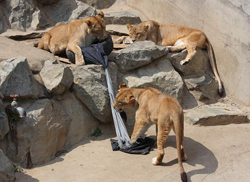 《ZOO JEANS》被動物園猛獸蹂躪過的牛仔褲還能穿嗎? 《ZOO JEANS》被動物園猛獸蹂躪過的牛仔褲還能穿嗎?