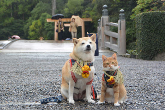 《柴犬與花貓》這麼噴鼻血的組合太犯規了