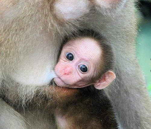 臉書哺乳照解禁 看來FB終於想通一件事惹 臉書哺乳照解禁 看來FB終於想通一件事惹