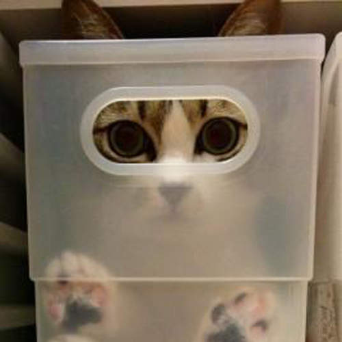 貓咪也愛百圓商店♥便宜好用的商品在貓界也是大人氣ww 貓咪也愛百圓商店♥便宜好用的商品在貓界也是大人氣ww