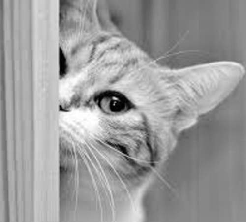 馬來西亞《都市傳傳說》人家說好奇心可以殺死一隻貓是有原因的 馬來西亞《都市傳傳說》人家說好奇心可以殺死一隻貓是有原因的