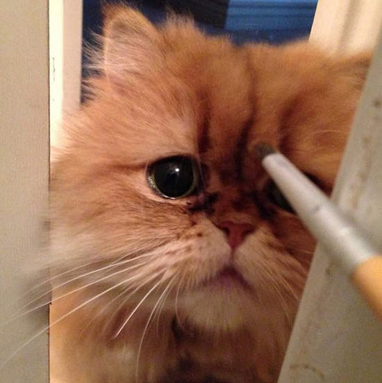 《無辜哭臉貓》看你看的我眉頭都皺起來了(o_o)