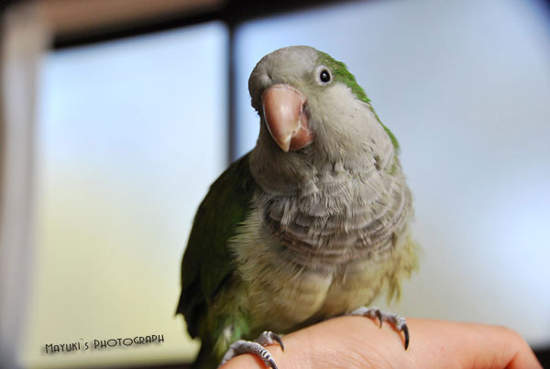 《在手上的鸚鵡》我都好怕牠們飛走喔