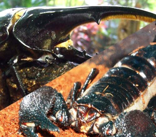 長戟大兜蟲 VS 帝王蠍　世界最強蟲王決定戰