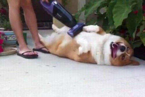 《吸塵器PLAY》喜歡被超強吸力嚕嚕的動物們  《吸塵器PLAY》喜歡被超強吸力嚕嚕的動物們