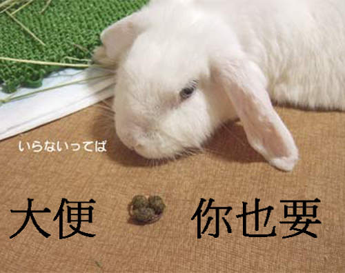 DIY《兔子大便耳環》這才是真正大便飾品 DIY《兔子大便耳環》這才是真正大便飾品