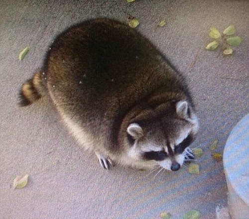 超渾圓《浣熊》發現 原來不是相機的問題啊wwww 超渾圓《浣熊》發現 原來不是相機的問題啊wwww