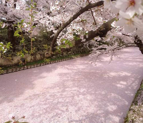 日本最美《櫻花海》弘前城的櫻花美景 錯過今年只好再等10年... 日本最美《櫻花海》弘前城的櫻花美景 錯過今年只好再等10年...
