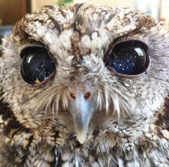 《眼裡有小宇宙的貓頭鷹》你也懂聖鬥士嗎(笑) 《眼裡有小宇宙的貓頭鷹》你也懂聖鬥士嗎(笑)