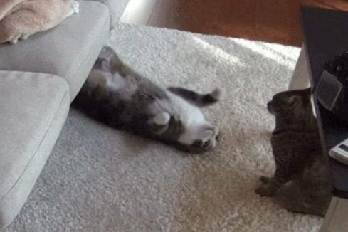 丸子貓まる 有新同伴花花後更萌了~