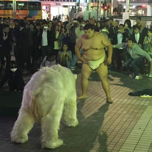 日本街頭《北極熊騷動》續篇 這次竟然是跟力士相撲!? 日本街頭《北極熊騷動》續篇 這次竟然是跟力士相撲!?