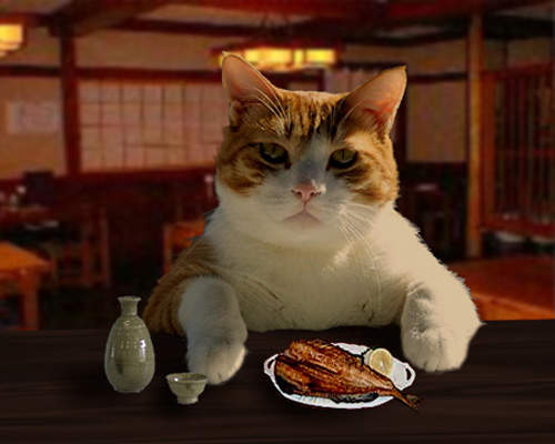 《貓BAR》肥美坐檯貓每一隻都超可愛~❤ 《貓BAR》肥美坐檯貓每一隻都超可愛~❤