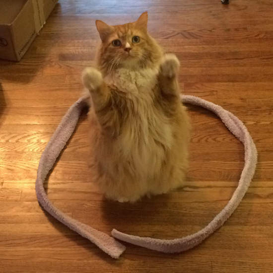 《捕獲貓咪的方法》對別種動物有效嗎?實驗的結果是? 《捕獲貓咪的方法》對別種動物有效嗎?實驗的結果是?