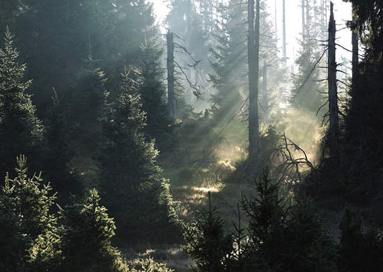 《格林童話》攝影師鏡頭下的童話場景