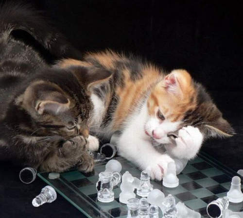 《桌遊模擬》玩不爽可以丟棋子的益智遊戲看過沒? 《桌遊模擬》玩不爽可以丟棋子的益智遊戲看過沒?