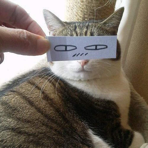 爆笑《貓的蒙太奇》大流行 只要一張紙就能變換各種表情wwww 爆笑《貓的蒙太奇》大流行 只要一張紙就能變換各種表情wwww