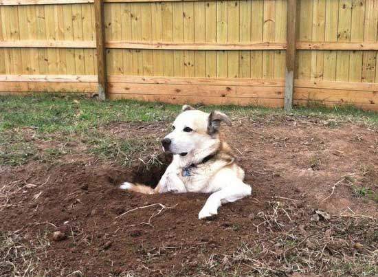 《在院子尋寶》你絕對不知道後院裡可以找到什麼... 《在院子尋寶》你絕對不知道後院裡可以找到什麼...