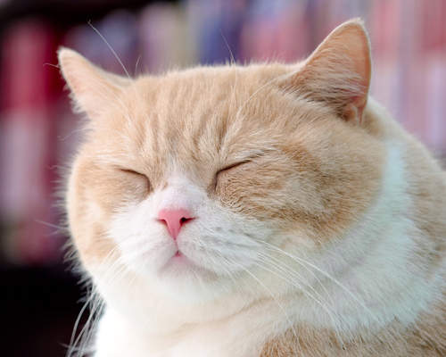 《香港尖東忌廉哥》網路紅貓名字超霸氣♥