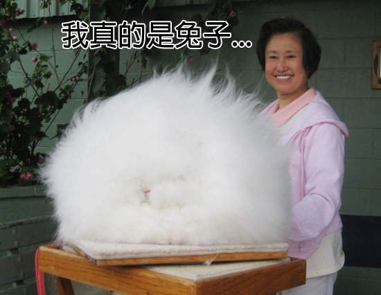 《動物們的帥髮型》這樣的毛到底怎麼長的.... 《動物們的帥髮型》這樣的毛到底怎麼長的....
